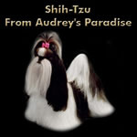 SHIH-TZU FROM AUDREY'S PARADISE
